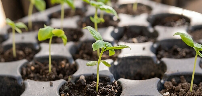 seedlings