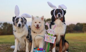 3 dogs wearing bunny ears and sitting behind a basket of easter eggs with a happy easter sign